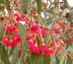 Eucalyptus Flower Seeds for Planting-Heirloom & Non-GMO Seeds for planting - Flower for planting in home garden